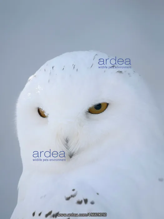 : Finland, Ranua Wildlife Park. Snowy owl during winter : Finland, Ranua Wildlife Park. Snowy owl during winter