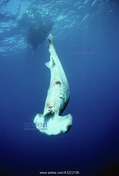 : Finned Hammerhead thrown overboard : Finned Hammerhead thrown overboard