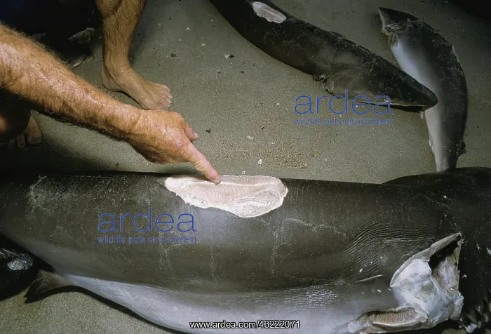 : Finned sharks : Finned sharks