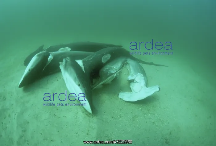 : Finned sharks thrown overboard : Finned sharks thrown overboard