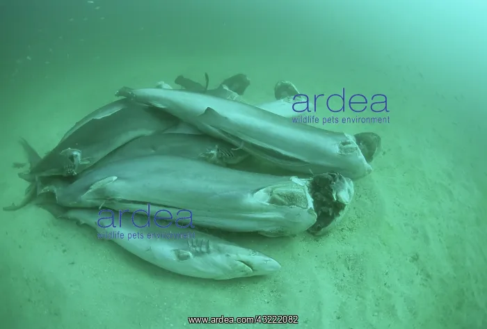 : Finned sharks thrown overboard : Finned sharks thrown overboard