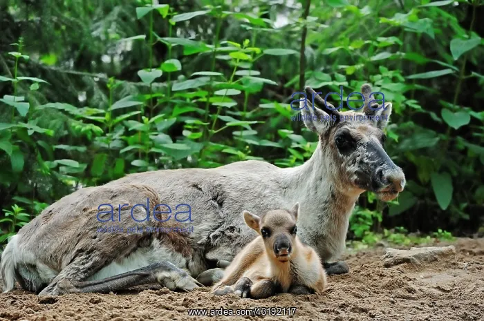  : Finnish Forest Reindeer (Rangifer tarandus fennicus)