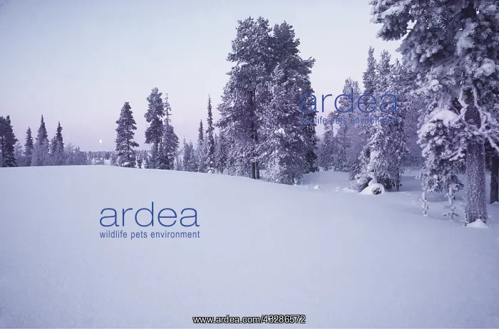 : FINNISH LAPLAND - Forest in winter : FINNISH LAPLAND - Forest in winter