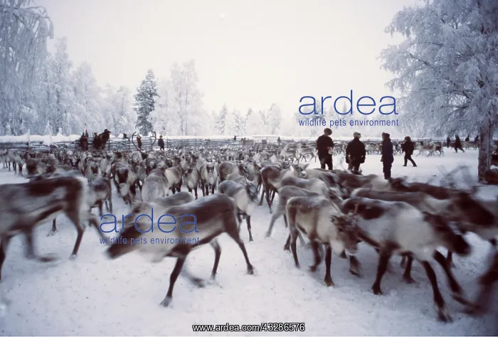 : Finnish Lapland Winter - Reindeer / Caribou separation : Finnish Lapland Winter - Reindeer / Caribou separation
