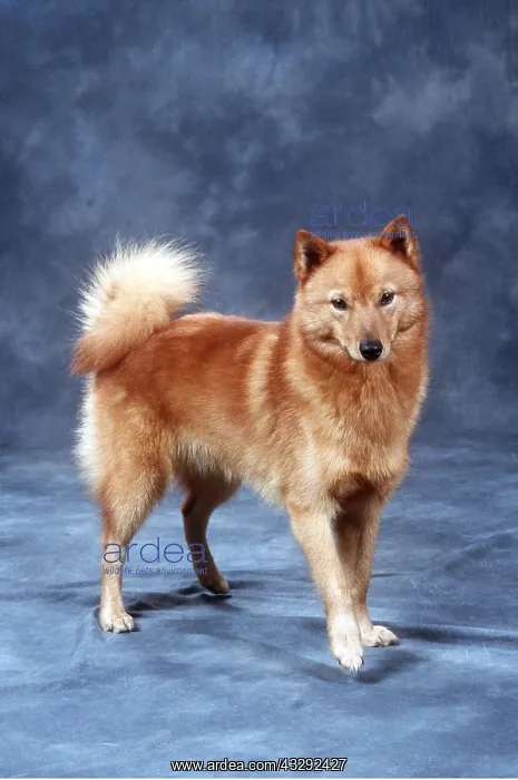 : Finnish Spitz DOG - in studio : Finnish Spitz DOG - in studio