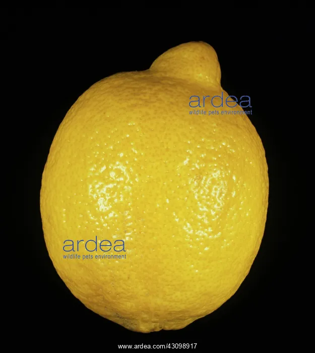 : Whole Fino Lemon : Whole Fino Lemon