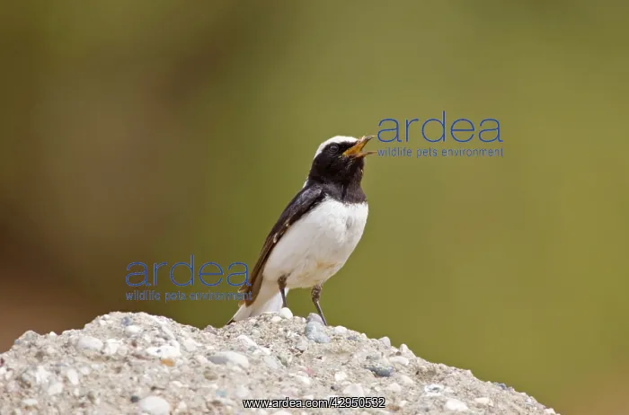 : Finschs Wheatear - adult male : Finschs Wheatear - adult male