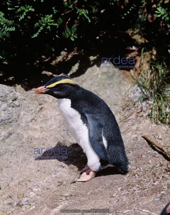 : Fiordland Crested Penguin : Fiordland Crested Penguin