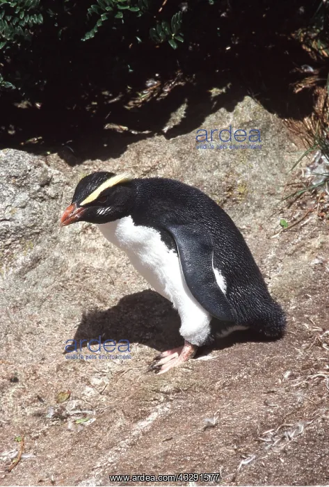 : Fiordland Crested Penguin : Fiordland Crested Penguin