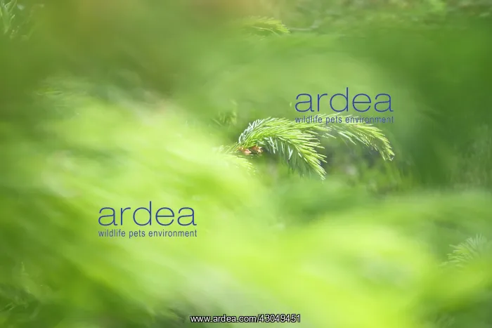 : Fir, Abies : Fir, Abies