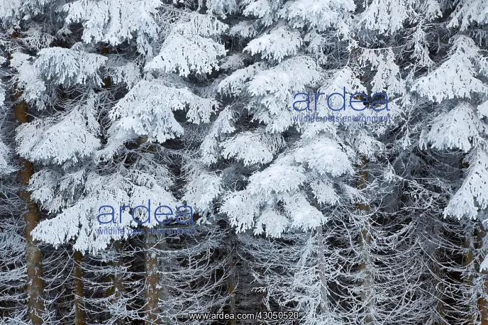 : Fir, Abies : Fir, Abies
