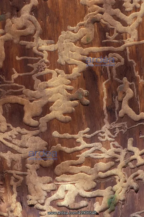 : Fir Bark BEETLE - tunnels of beetles in dead fir tree stem : Fir Bark BEETLE - tunnels of beetles in dead fir tree stem