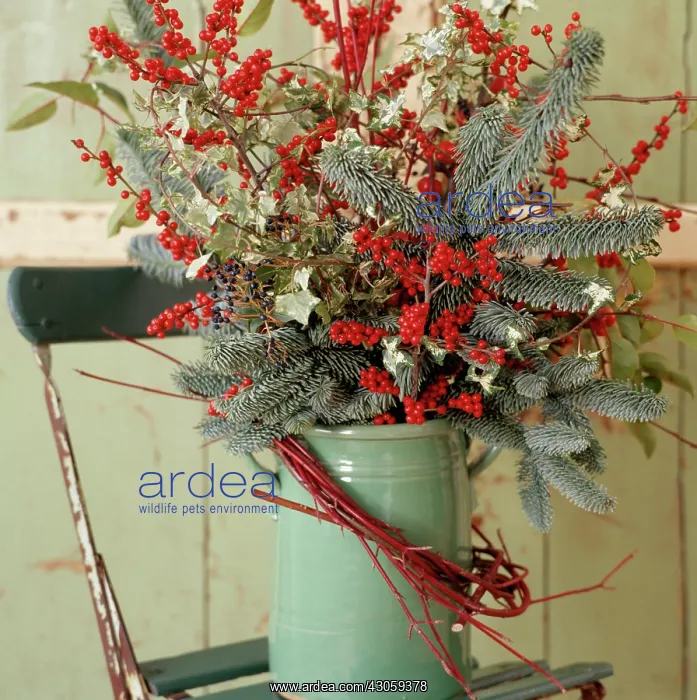 : Fir & berries : Fir & berries