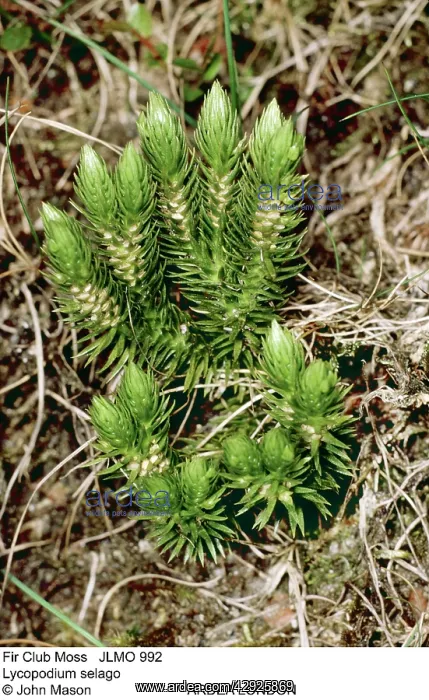 : Fir Clubmoss : Fir Clubmoss