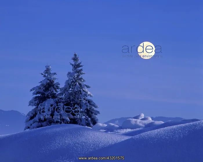 : Fir firs spruce spruces in winter time snow full : Fir firs spruce spruces in winter time snow full