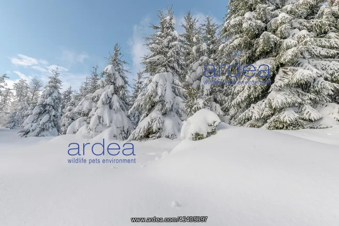 : Fir forest under the snow in the mountains. Vosges, B : Fir forest under the snow in the mountains. Vosges, B