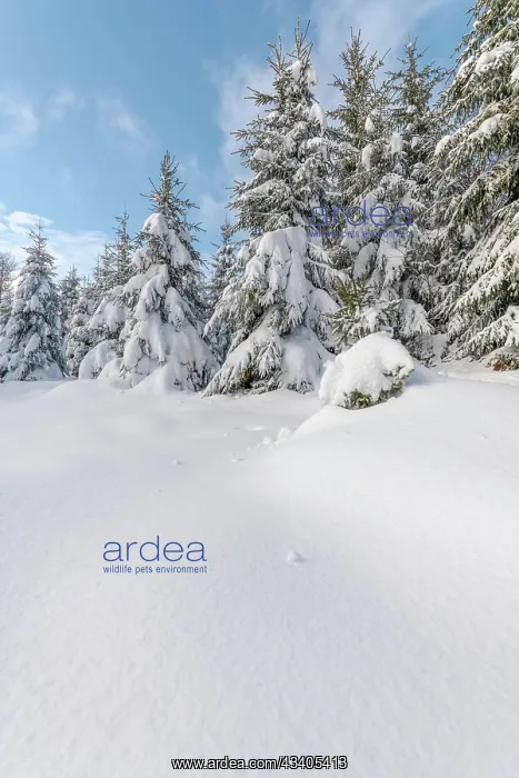 : Fir forest under the snow in the mountains. Vosges, B : Fir forest under the snow in the mountains. Vosges, B