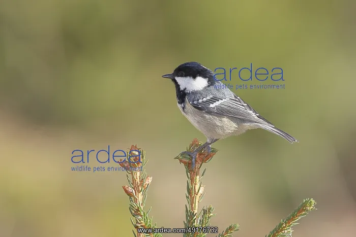 : Fir tit (Parus ater), sitting on the top of a young spruce : Fir tit (Parus ater), sitting on the top of a young spruce