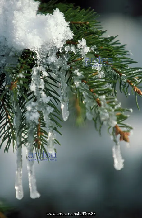  : Fir Tree - close-up of branch covered in ice