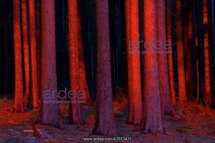 : Fir Tree Stems - in glow of setting sun : Fir Tree Stems - in glow of setting sun