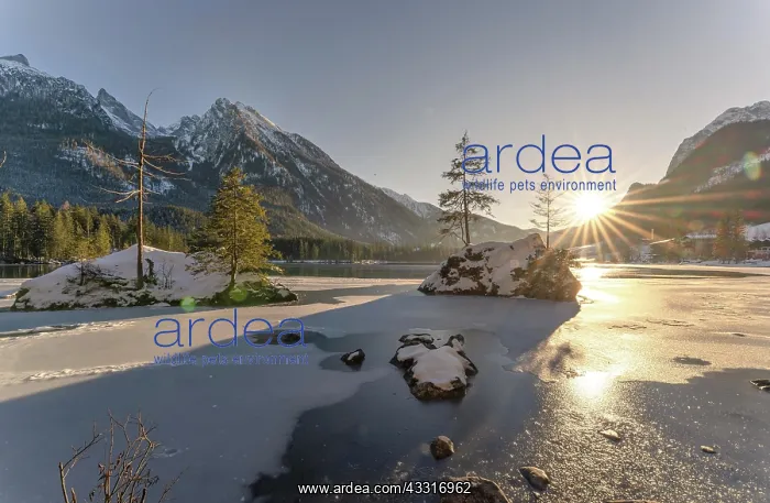: Two fir trees on fields in the icy Hintersee at : Two fir trees on fields in the icy Hintersee at