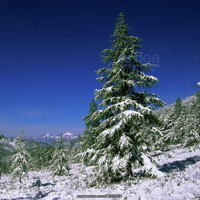 : Fir Trees and Spruces after a snowfall : Fir Trees and Spruces after a snowfall