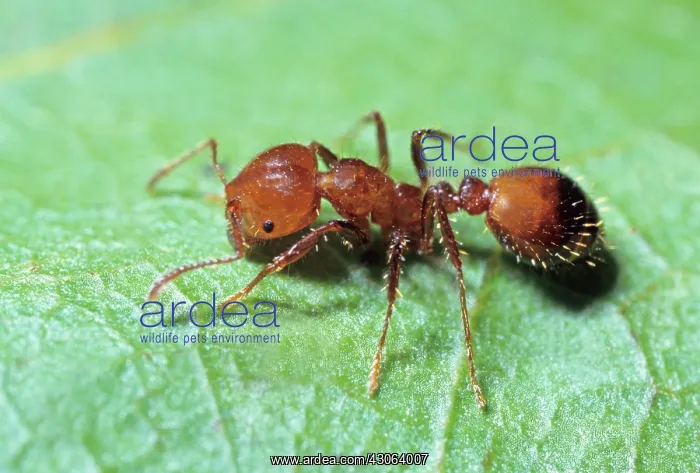 : Fire Ant, (Solenopsis invicta) : Fire Ant, (Solenopsis invicta)