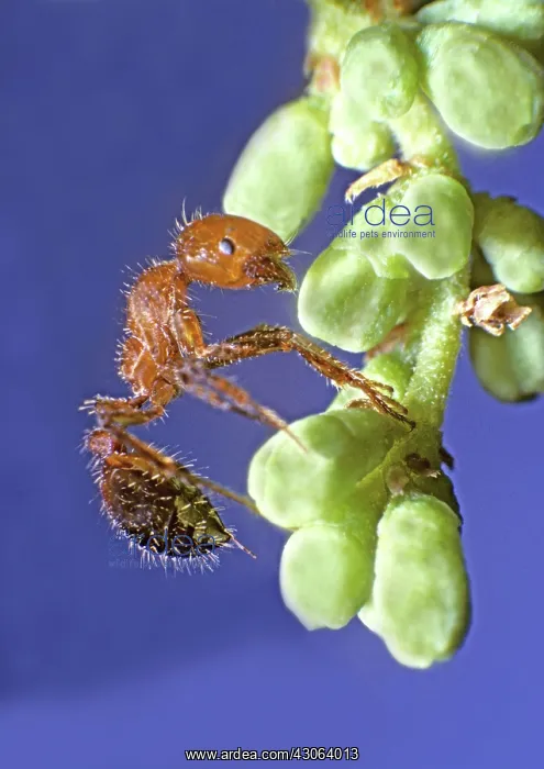 : Fire Ant, (Solenopsis invicta) : Fire Ant, (Solenopsis invicta)