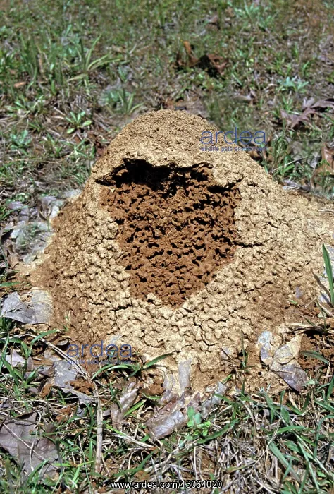 : Fire Ants, (Solenopsis invicta) : Fire Ants, (Solenopsis invicta)