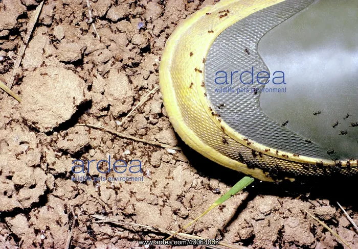 : Fire Ants, (Solenopsis invicta), swarm after the mound is disturbed : Fire Ants, (Solenopsis invicta), swarm after the mound is disturbed