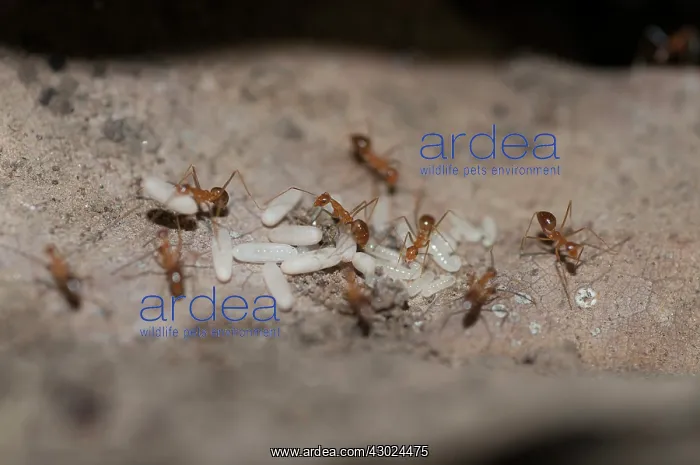 : Fire Ants Fire Ants with larvae Klungkung Bali Indone : Fire Ants Fire Ants with larvae Klungkung Bali Indone