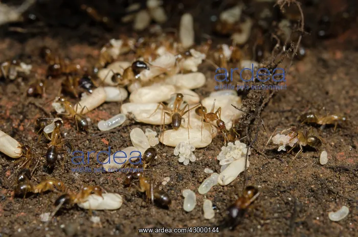 : Fire Ants - with larvae and pupa - Klungkung, Bali : Fire Ants - with larvae and pupa - Klungkung, Bali