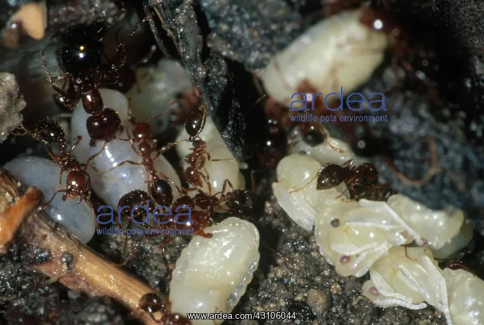 : Fire Ants with Larvae and Pupae : Fire Ants with Larvae and Pupae