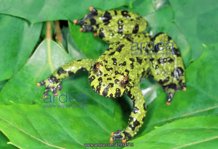 : Fire-bellied Toad : Fire-bellied Toad