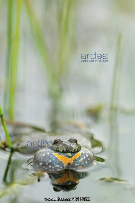 : Fire-bellied Toad : Fire-bellied Toad
