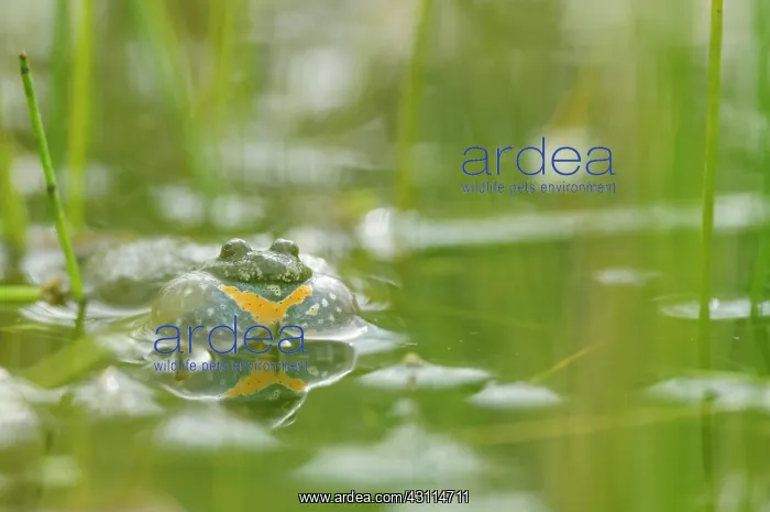 : Fire-bellied Toad : Fire-bellied Toad