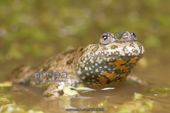 : Fire-bellied Toad : Fire-bellied Toad