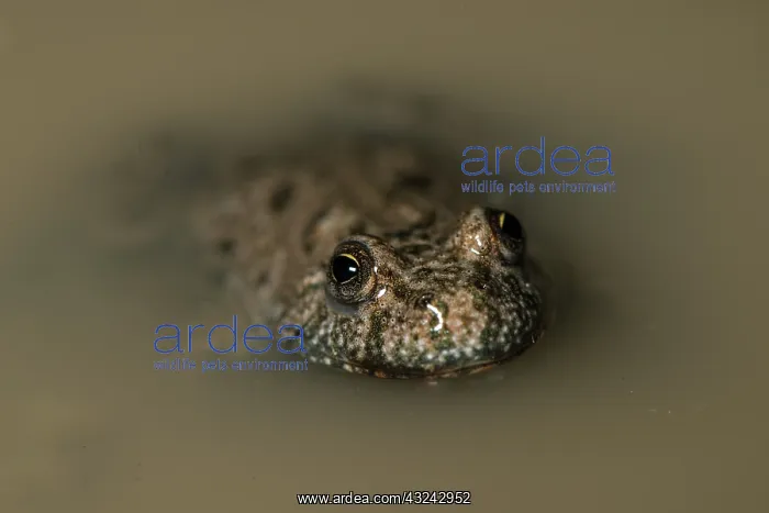 : Fire-bellied toad - close up - in shallow water -Romanioa : Fire-bellied toad - close up - in shallow water -Romanioa