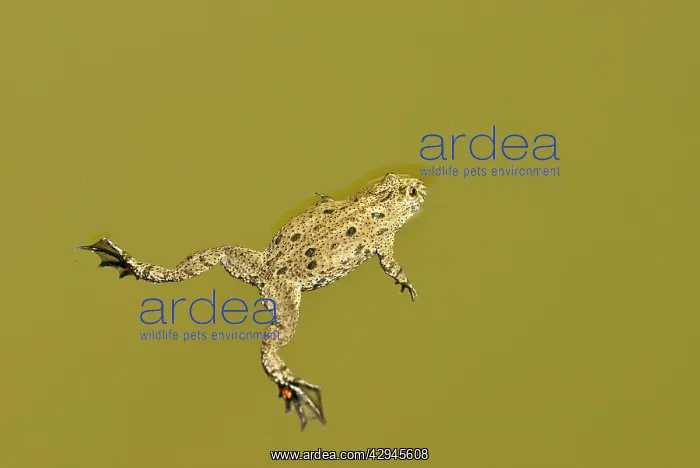 : Fire-bellied toad - Floating on pond surface : Fire-bellied toad - Floating on pond surface