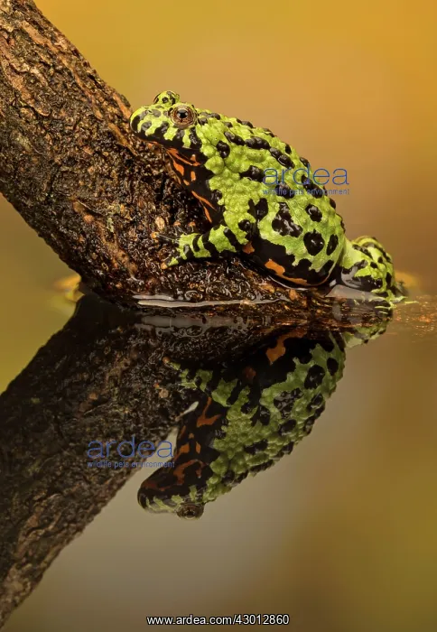  : Fire Bellied Toad in pool with reflection