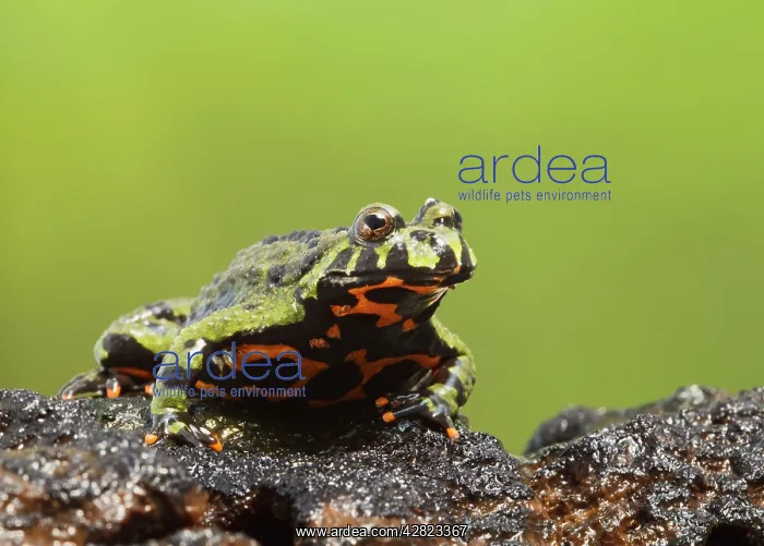 : Fire Bellied Toad - showing red underside : Fire Bellied Toad - showing red underside