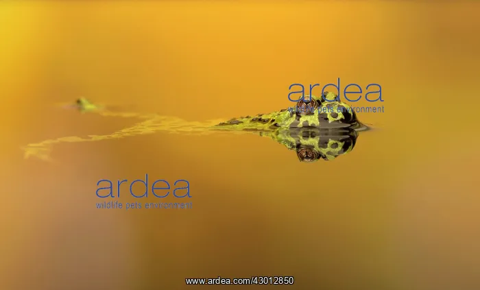  : Fire Bellied Toad swimming in pool at sunset