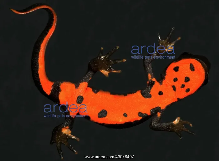 : Fire Belly Newt : Fire Belly Newt