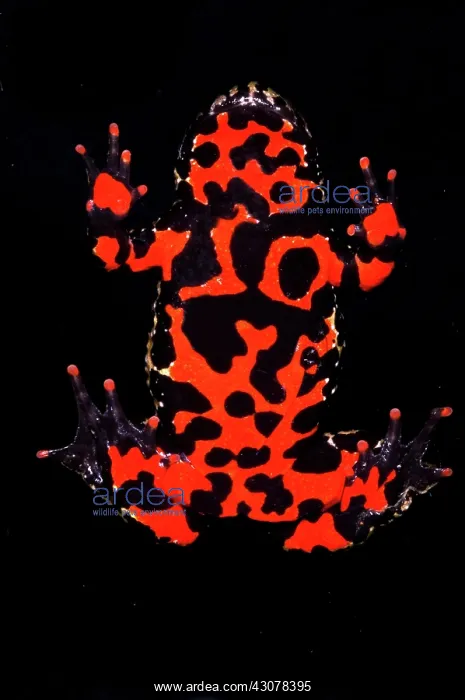 : Fire Belly Toad : Fire Belly Toad