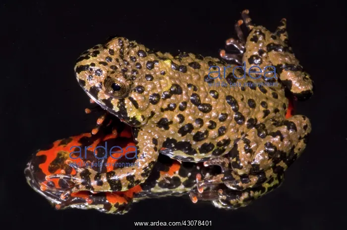 : Fire Belly Toad : Fire Belly Toad