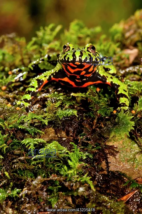 : Fire Belly Toad Bombina orientalis Native : Fire Belly Toad Bombina orientalis Native