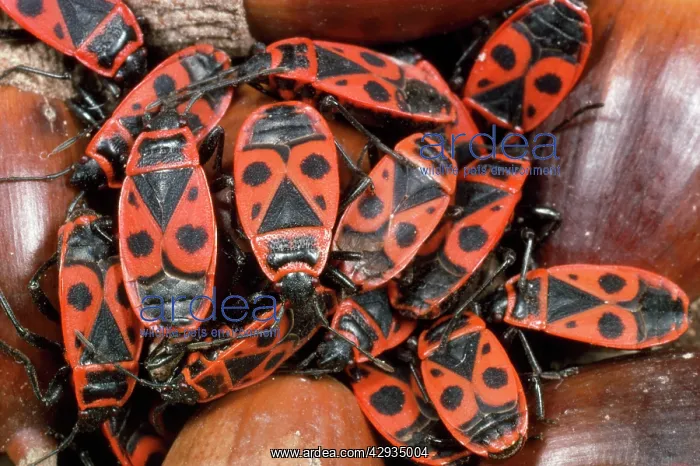 : Fire Bugs - among acorns : Fire Bugs - among acorns