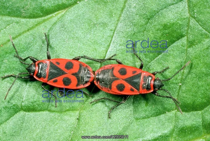 : Fire Bugs - mating pair : Fire Bugs - mating pair