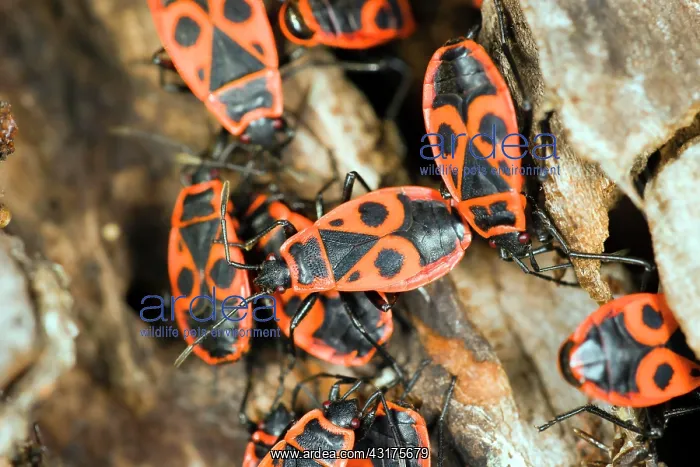 : Fire bugs (Pyrrhocoridae), Berlin, Germany, Europe : Fire bugs (Pyrrhocoridae), Berlin, Germany, Europe