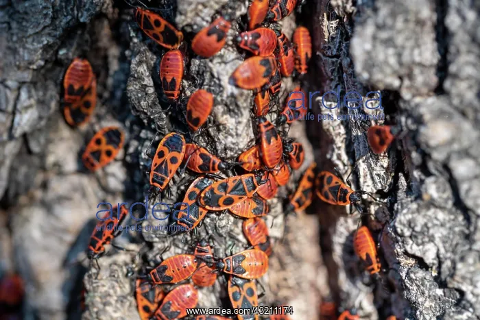 : Fire bugs (Pyrrhocoridae), popularly known as fi : Fire bugs (Pyrrhocoridae), popularly known as fi